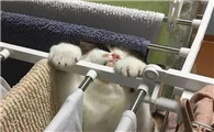 猫为什么爱上引体向上啊