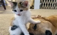 猫咪为什么总是欺负狗呢怎么回事