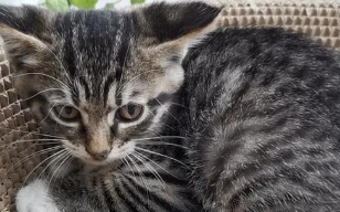 黄狸猫和狸花猫的区别