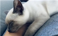 猫咪为什么趴在你身边睡啊