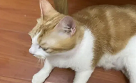 为什么猫咪夜间哼唧睡觉