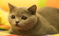 家里养的猫老是咬人抓人怎么办