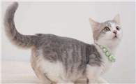 为什么有些猫咪的尾巴小啊