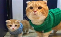 猫咪为什么要带孩子呢