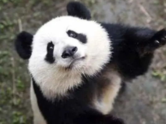 熊猫为什么只有中国有