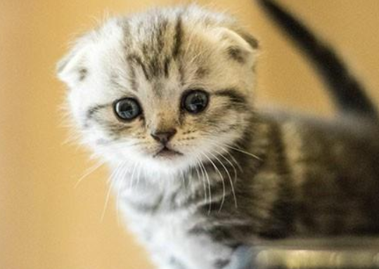 端午猫是什么串的