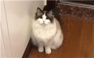 猫咪为什么会等待主人回家呢