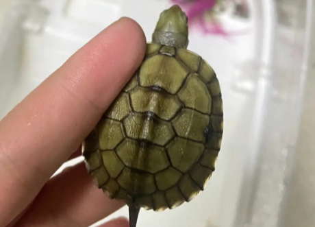 小青龟能长多大