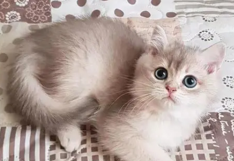 端午长毛猫是什么品种 端午长毛猫是什么品种
