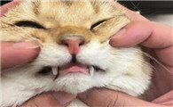 猫咪的牙齿断了