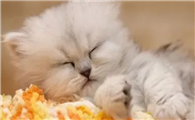猫咪为什么会变得喜欢主人啊