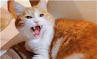 猫咪莫名的躁动是为什么啊
