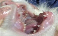 猫牙齿流血因为什么