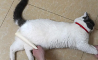 猫咪用尾巴打人是什么原因