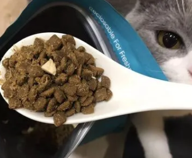 度歌猫粮厂家