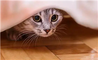 猫咪突然变得胆小为什么啊