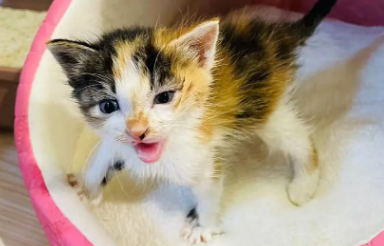 宠物店小奶猫多少钱一只