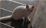 流浪猫收留所在哪里