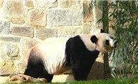大熊猫主要吃什么食物