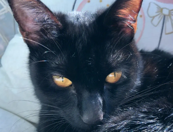 玄猫颜色会变化吗 玄猫颜色会变化吗