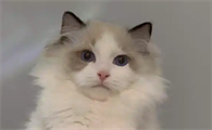 猫咪为什么眼睛没劲