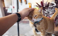 猫咪为什么跟你顶头