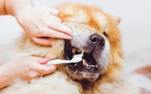特瑞仕宠物牙膏:清新口气,维护健康 特瑞仕宠物牙膏:清新口气,维护健康