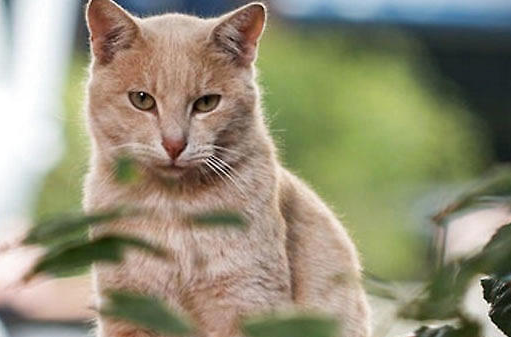 麒麟猫什么颜色最稀有 麒麟猫什么颜色最稀有