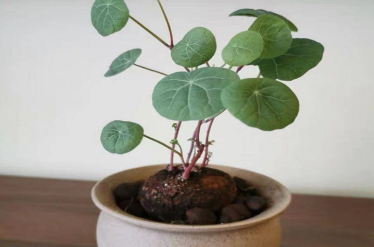 红藤山乌龟开花吗 红藤山乌龟开花吗