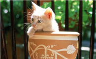 猫咪为什么喜欢拱花盆啊