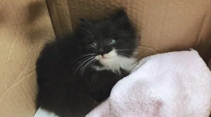 踏雪猫是什么品种价格 踏雪猫是什么品种价格