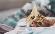 猫咪为什么会回到床上睡呢