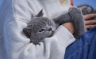 猫咪皮肤为什么会呈现蓝黑色