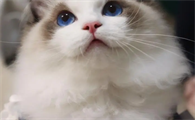 猫咪为什么老是跳床上拉屎怎么回事