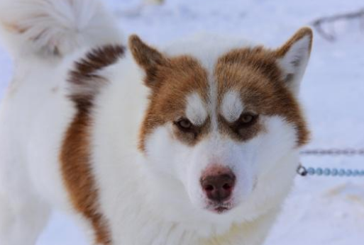 因纽特犬是什么动物?你知道吗? 因纽特犬是什么动物?你知道吗?