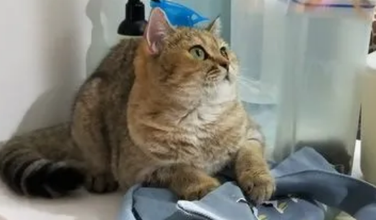 皇冠宠物生活馆：一站式宠物生活服务平台