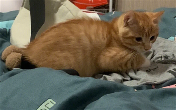 橘猫金渐层有什么区别 橘猫金渐层有什么区别