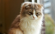 猫咪为什么不敢打主人了