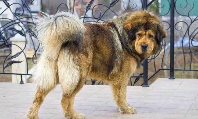 十大看家犬，看看认不认识，最后一个经常吓哭小孩