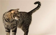 猫咪尾巴为什么会变直了