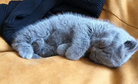 猫咪为什么很少来月经