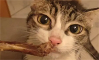 猫咪为什么吃排骨骨头呢