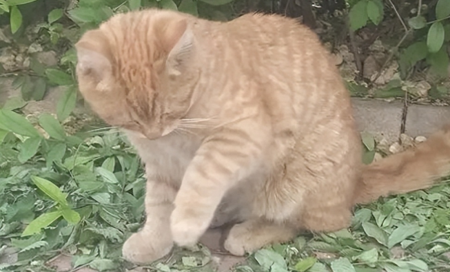 安徽黄山出现“不明生物”,体型较大,似猫似豹 安徽黄山出现“不明生物”,体型较大,似猫似豹