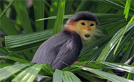 一文详解：门岛叶猴是什么动物？