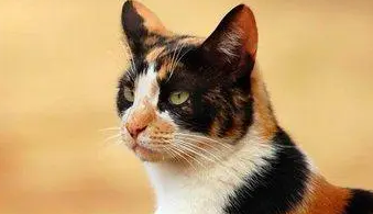 别嫌弃自家的猫长得丑,说不定三毛猫比你还贵 别嫌弃自家的猫长得丑,说不定三毛猫比你还贵