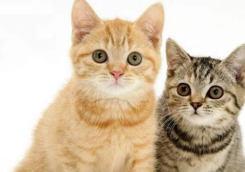 土猫和宠物猫的外貌特征