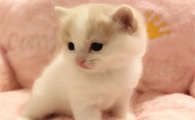 猫咪会同步动作给我看吗