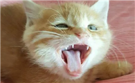 猫咪为什么张口啊
