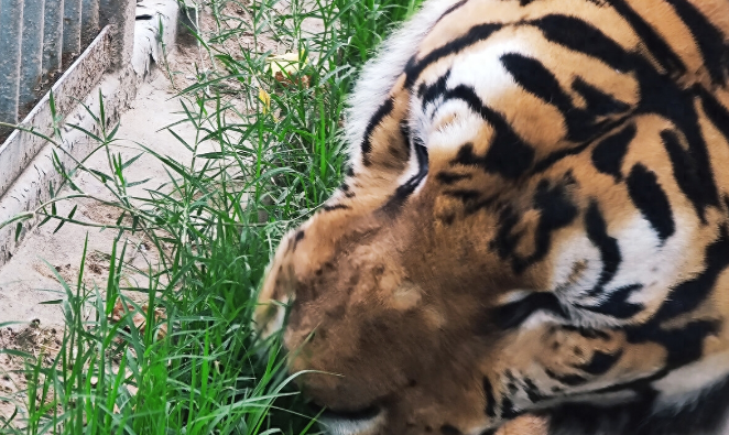 广州动物园老虎瘦成皮包骨，以草充饥？