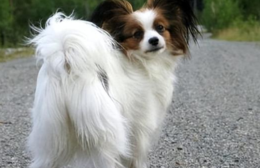 蝴蝶犬有什么优点和缺点呢